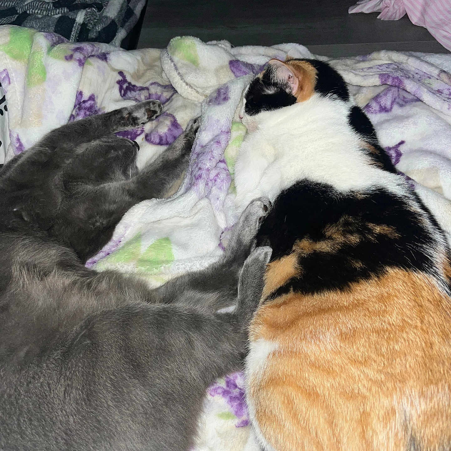 Diamond And Zaezae joined the competition — help win amazing prizes! animal, blanket, calico_cat, cat, comfort, cozy, cute, domestic, feline, floral_pattern, fur, gray_cat, home, indoor, nap, pets, resting, sleeping, soft_texture, two_animals