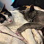 Diamond And Zaezae joined the competition — help win amazing prizes! cat, cats, sleeping, cuddle, cozy, blanket, fur, pet, animal, rest, calico, gray_cat, paw, whiskers, indoor, soft, closeup, relax, cute, nap
