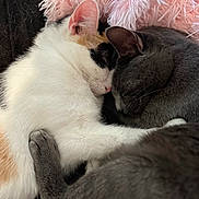 Diamond And Zaezae is registered to the contest to win money with this photo: cat, calico_cat, gray_cat, sleeping, snuggling, cuddle, pets, fur, whiskers, ears, closeup, cozy, resting, indoor, soft, pink_pillow, animals, companion, cute, domestic_cat