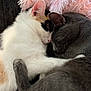 cat, calico_cat, gray_cat, sleeping, snuggling, cuddle, pets, fur, whiskers, ears, closeup, cozy, resting, indoor, soft, pink_pillow, animals, companion, cute, domestic_cat