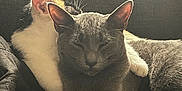 Diamond And Zaezae is registered to the contest to win money with this photo: cat, cats, snuggling, gray_cat, white_and_black_cat, fur, whiskers, ears, paws, sleeping, cozy, blanket, indoor, sunlight, pets, animals, resting, cute, companionship, relaxation