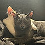 cat, cats, snuggling, gray_cat, white_and_black_cat, fur, whiskers, ears, paws, sleeping, cozy, blanket, indoor, sunlight, pets, animals, resting, cute, companionship, relaxation