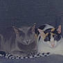 Diamond And Zaezae is registered to the contest to win money with this photo: cat, gray_cat, calico_cat, pets, feline, sleeping, cozy, indoor, blanket, resting, animal, cute, snuggling, companion, two_cats, fur, ears, whiskers, domestic_animal, couch