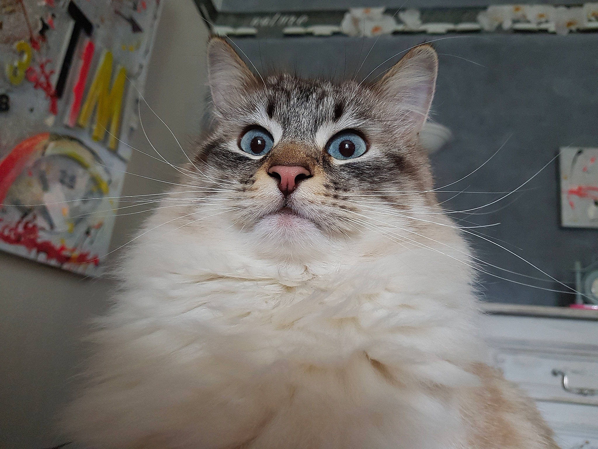 Mac Do participe au concours pour gagner de l'argent avec cette photo : aegean_cat, asian, asian_semi_longhair, british_longhair, british_semi_longhair, carnivore, cat, domestic_long_haired_cat, eye, felidae, mammal, napoleon_cat, norwegian_forest_cat, ragamuffin, ragdoll, siberian, small_to_medium_sized_cats, snout, vertebrate, whiskers