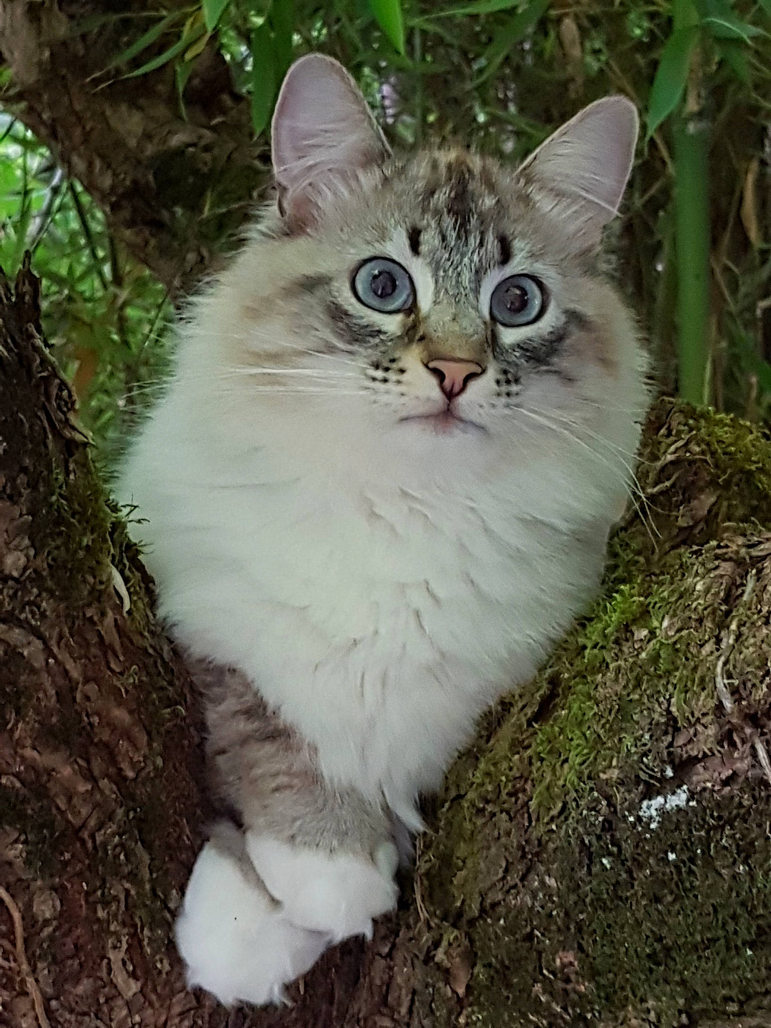 Mac Do a rejoint le concours — aidez-le/la à gagner de superbes lots ! aegean_cat, asian, asian_semi_longhair, british_semi_longhair, carnivore, cat, cymric, domestic_long_haired_cat, domestic_short_haired_cat, european_shorthair, eye, felidae, mammal, norwegian_forest_cat, ragamuffin, ragdoll, siberian, small_to_medium_sized_cats, whiskers, wild_cat