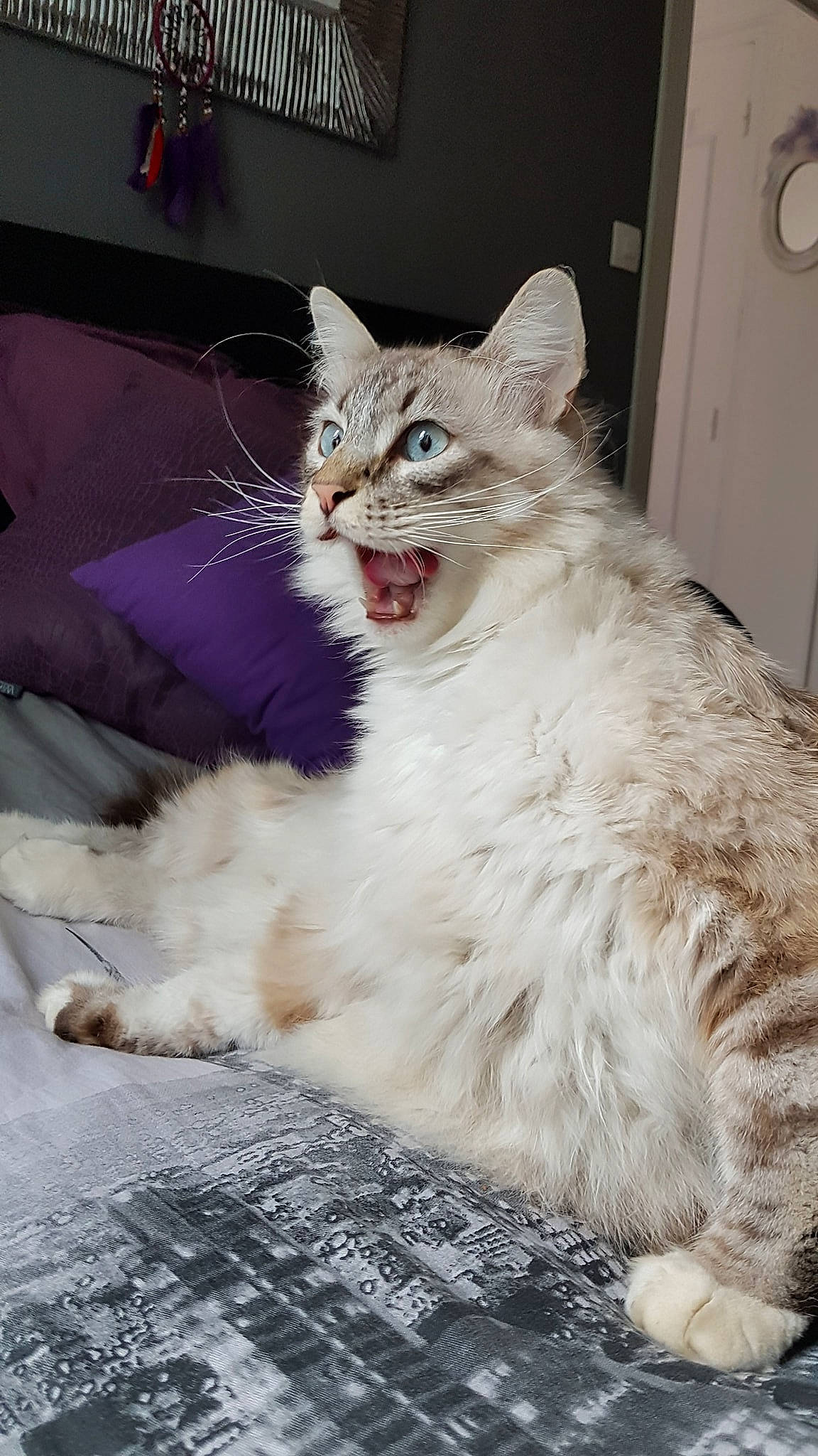 Mac Do participe au concours pour gagner de l'argent avec cette photo : aegean_cat, asian, asian_semi_longhair, british_semi_longhair, carnivore, cat, domestic_long_haired_cat, eye, facial_expression, felidae, fur, kitten, mammal, norwegian_forest_cat, ragamuffin, siberian, small_to_medium_sized_cats, tabby_cat, vertebrate, whiskers