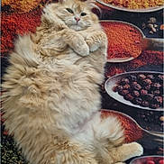 Smoothy a rejoint le concours — aidez-le/la à gagner de superbes lots ! cat, fluffy, ginger, relaxed, spices, background, colorful, cozy, animal, fur, laying, closeup, indoor, cute, pet, whiskers, paws, texture, still_life, food