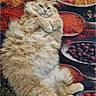 cat, fluffy, ginger, relaxed, spices, background, colorful, cozy, animal, fur, laying, closeup, indoor, cute, pet, whiskers, paws, texture, still_life, food