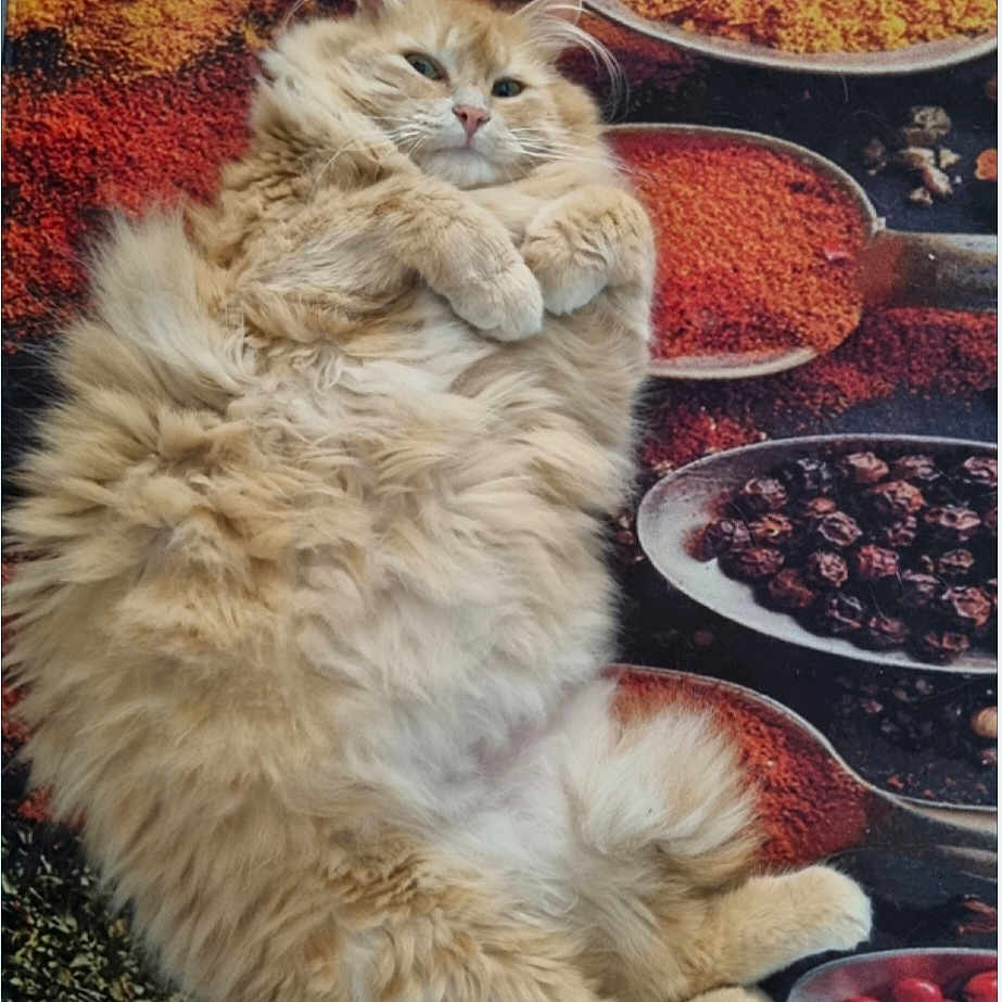 Smoothy a rejoint le concours — aidez-le/la à gagner de superbes lots ! cat, fluffy, ginger, relaxed, spices, background, colorful, cozy, animal, fur, laying, closeup, indoor, cute, pet, whiskers, paws, texture, still_life, food