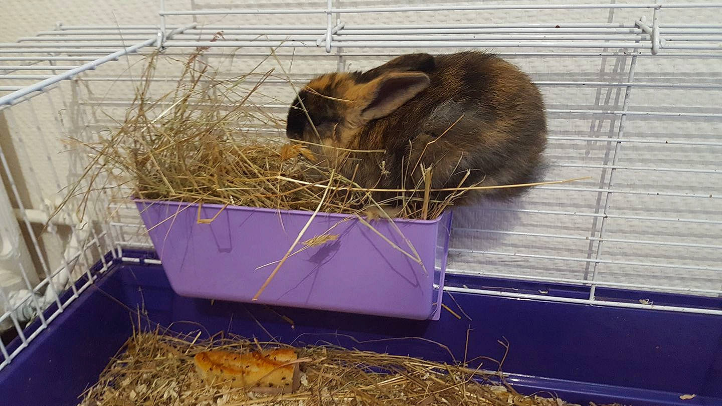 Maïzena a rejoint le concours — aidez-le/la à gagner de superbes lots ! animal_shelter, cage, domestic_rabbit, guinea_pig, hare, hay, rabbit, rabbits_and_hares, straw