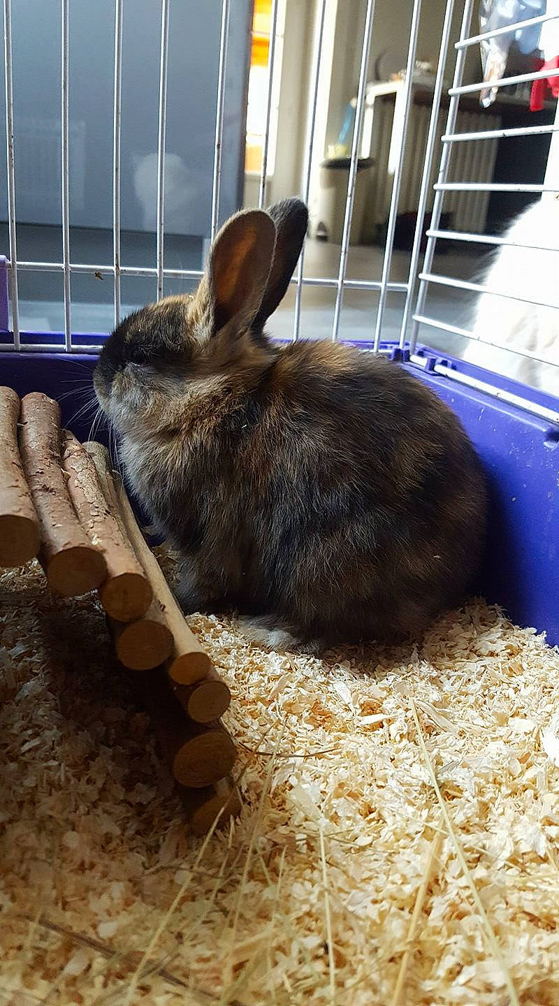 Maïzena a rejoint le concours — aidez-le/la à gagner de superbes lots ! domestic_rabbit, ear, fawn, hare, mammal, rabbit, rabbits_and_hares, vertebrate, whiskers