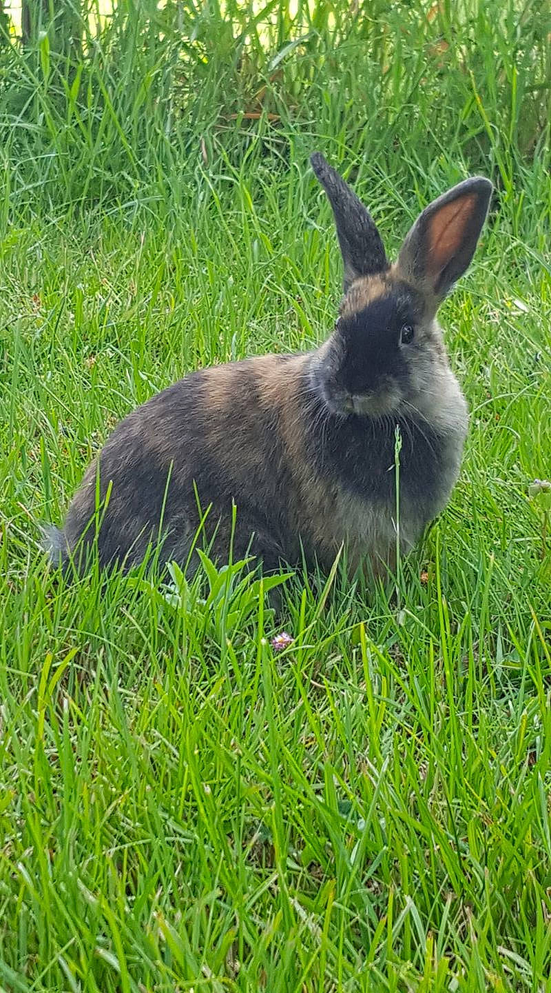 Maïzena participe au concours pour gagner de l'argent avec cette photo : domestic_rabbit, grass, hare, lower_keys_marsh_rabbit, plant, rabbit, rabbits_and_hares, wildlife, wood_rabbit