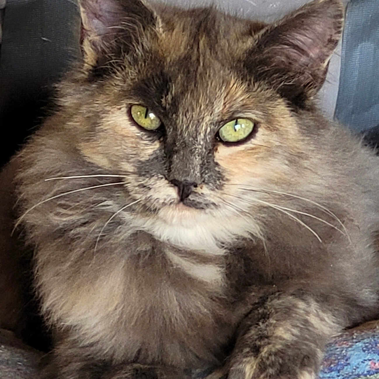 Chantal Schepens a rejoint le concours — aidez-le/la à gagner de superbes lots ! animal, cat, close_up, cozy, cute, domestic_cat, feline, fluffy, fur, green_eyes, indoor, looking, patterned_blanket, paw, pet, portrait, relaxed, resting, tortoiseshell, whiskers