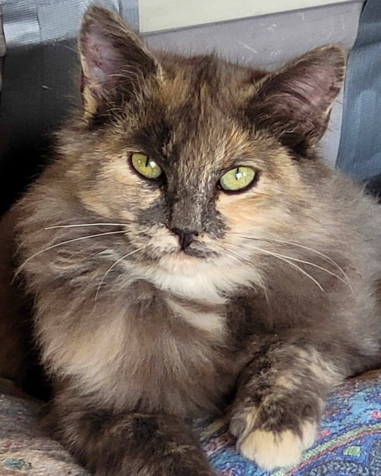Chantal Schepens a rejoint le concours — aidez-le/la à gagner de superbes lots ! cat, tortoiseshell, fluffy, green_eyes, whiskers, paw, feline, pet, animal, relaxed, indoor, close_up, fur, patterned_blanket, resting, cute, portrait, domestic_cat, cozy, looking