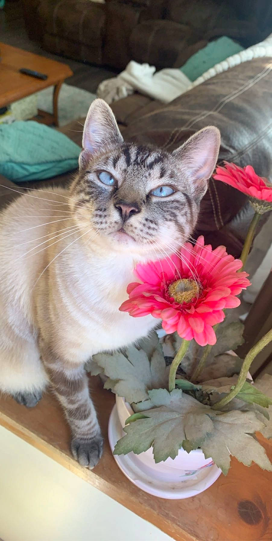 Franklin joined the competition — help win amazing prizes! annual_plant, artificial_flower, carnivore, cat, cut_flowers, domestic_short_haired_cat, felidae, floral_design, flower, flower_arranging, flowering_plant, flowerpot, fur, paw, petal, photo_caption, plant, small_to_medium_sized_cats, whiskers, window