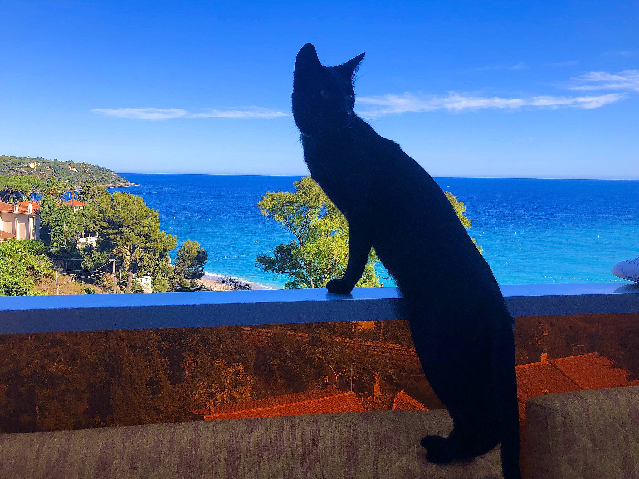 Raïa a rejoint le concours — aidez-le/la à gagner de superbes lots ! azure, blue, carnivore, cat, cloud, dog_breed, electric_blue, felidae, horizon, leisure, plant, rock, roof, sculpture, sky, small_to_medium_sized_cats, tail, water, whiskers, wood