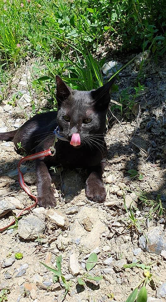 Raïa a rejoint le concours — aidez-le/la à gagner de superbes lots ! carnivore, cat, dog_breed, felidae, fur, grass, groundcover, plant, small_to_medium_sized_cats, snout, soil, tail, tasmanian_devil, terrestrial_animal, terrestrial_plant, whiskers