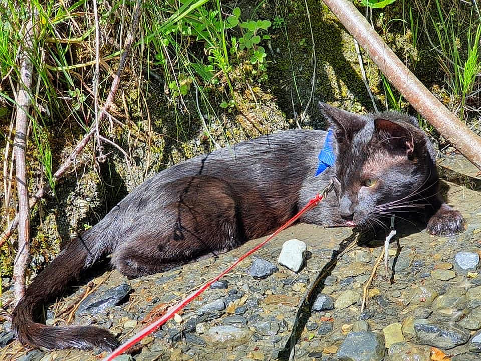 Raïa participe au concours pour gagner de l'argent avec cette photo : beak, black_cat, carnivore, cat, claw, domestic_short_haired_cat, felidae, fur, grass, groundcover, plant, small_to_medium_sized_cats, snout, soil, tail, terrestrial_animal, whiskers, wildlife