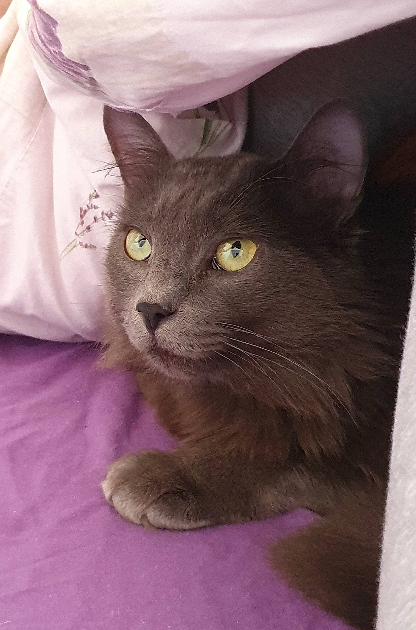 Niño participe au concours pour gagner de l'argent avec cette photo : black_cat, carnivore, cat, chartreux, comfort, domestic_short_haired_cat, felidae, korat, linens, pink, purple, small_to_medium_sized_cats, snout, vertebrate, violet, whiskers