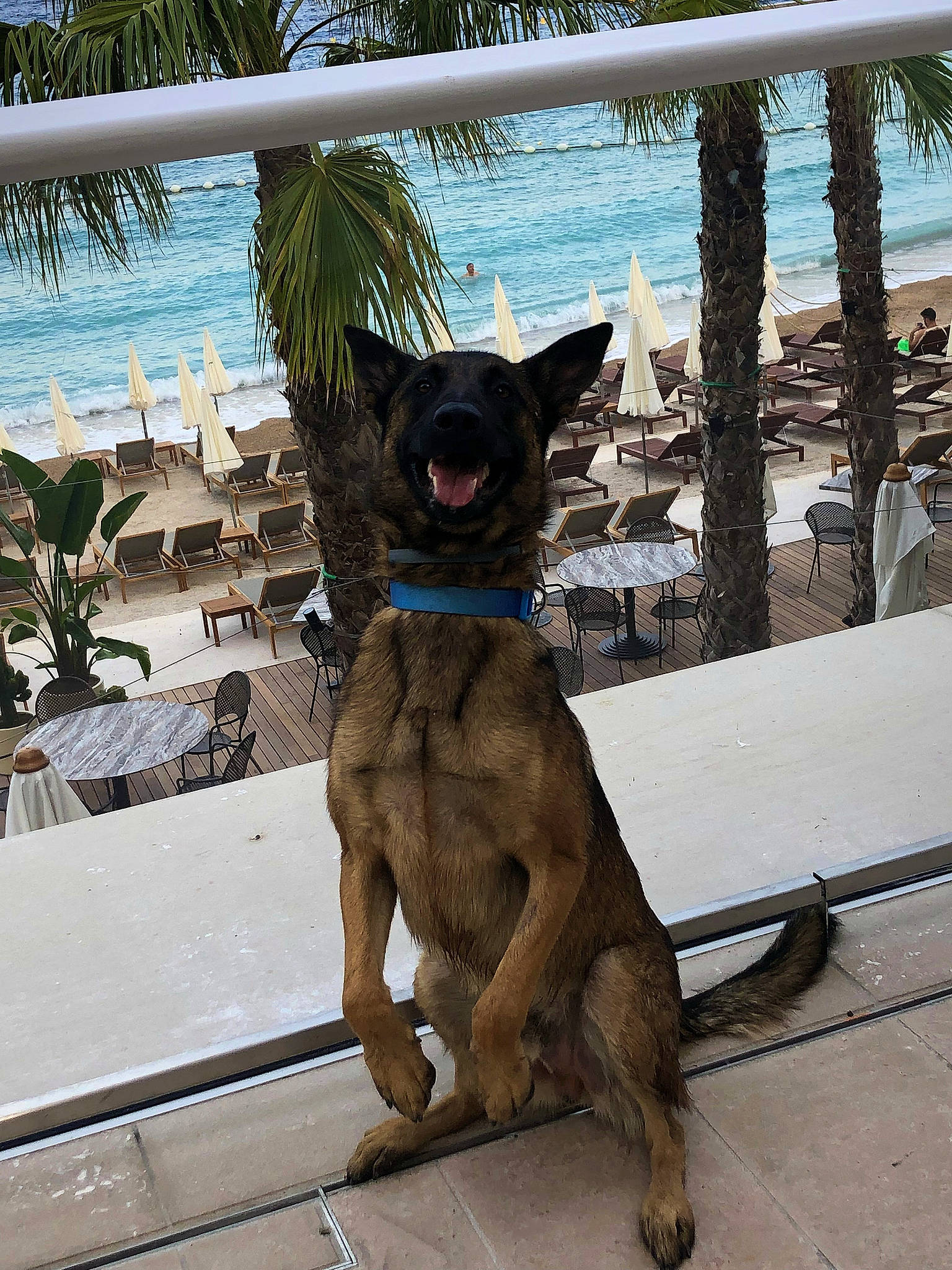 Pango a rejoint le concours — aidez-le/la à gagner de superbes lots ! arecales, carnivore, collar, companion_dog, dog, dog_breed, dog_collar, eyewear, fawn, leisure, outdoor_furniture, palm_tree, shade, sky, snout, sunglasses, tree, water, wood, working_animal