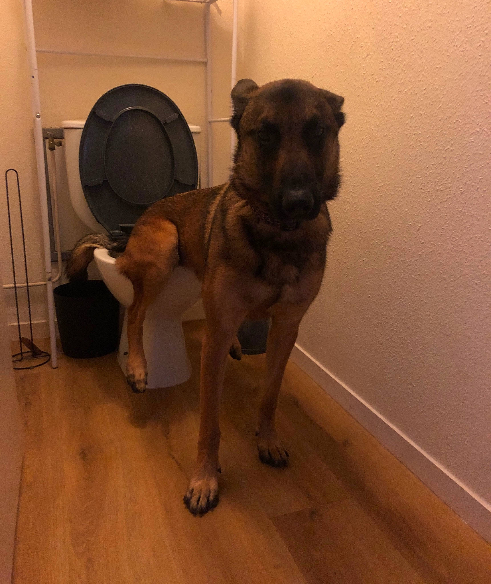 Pango participe au concours pour gagner de l'argent avec cette photo : brown, carnivore, companion_dog, dog, dog_breed, door, fawn, floor, flooring, hardwood, laminate_flooring, liver, pet_supply, snout, sporting_group, tail, wood, wood_flooring, wood_stain, working_animal