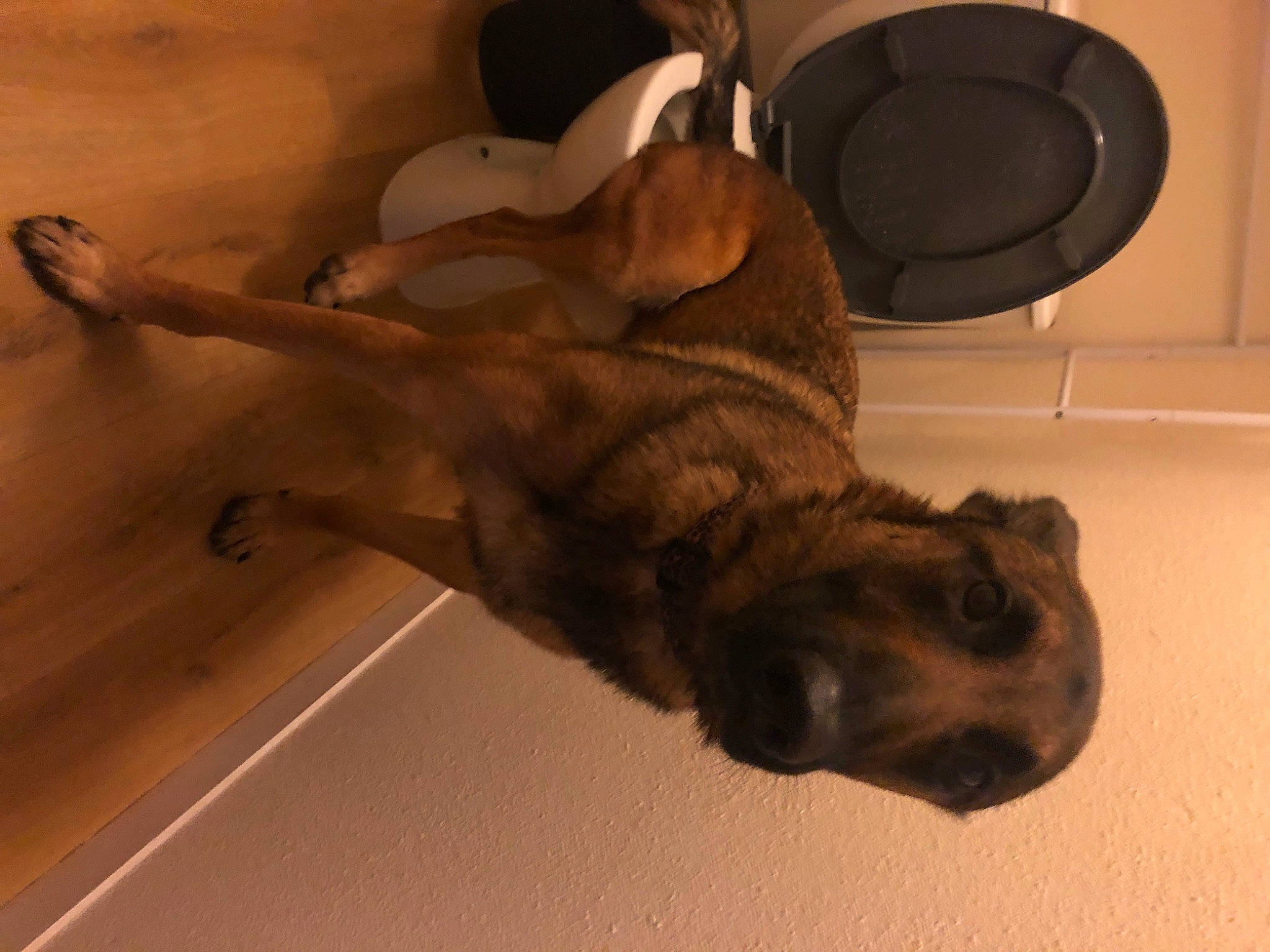 Pango a rejoint le concours — aidez-le/la à gagner de superbes lots ! audio_equipment, carnivore, comfort, companion_dog, dog, dog_breed, fawn, felidae, fur, hardwood, home_appliance, human_leg, liver, mammal, paw, small_to_medium_sized_cats, snout, sporting_group, tail, wood