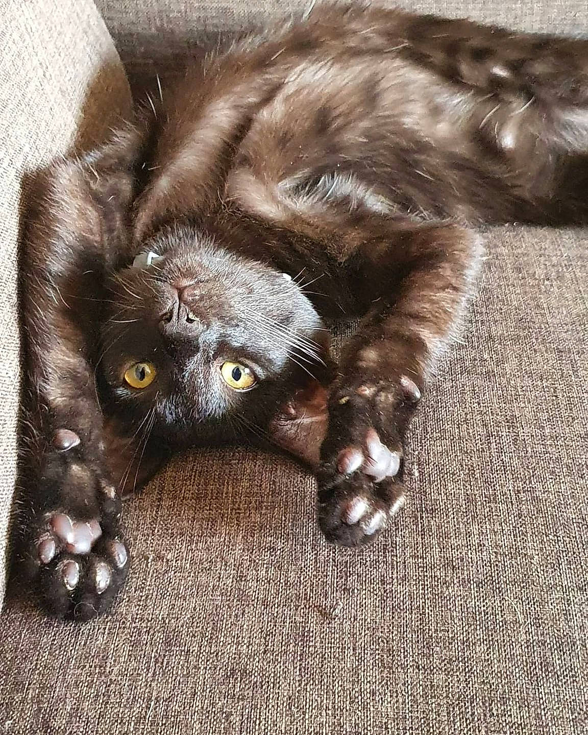 Raïa a rejoint le concours — aidez-le/la à gagner de superbes lots ! beige, bombay, carnivore, cat, claw, felidae, fur, kitten, liver, paw, small_to_medium_sized_cats, snout, terrestrial_animal, tongue, vertebrate, whiskers