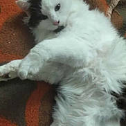 Donuts participe au concours pour gagner de l'argent avec cette photo : animal, black_patches, blanket, brown, cat, companion, cozy, cute, feline, fluffy, fur, indoor, lazy, lying_down, orange, pet, relaxed, resting, soft, white