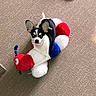 dog, puppy, black_and_white, small_dog, pointed_ears, blue_eyes, sitting, plush_toy, caterpillar, stuffed_animal, red, white, blue, carpet, indoor, pet, portrait, playful, cute, camera_flash