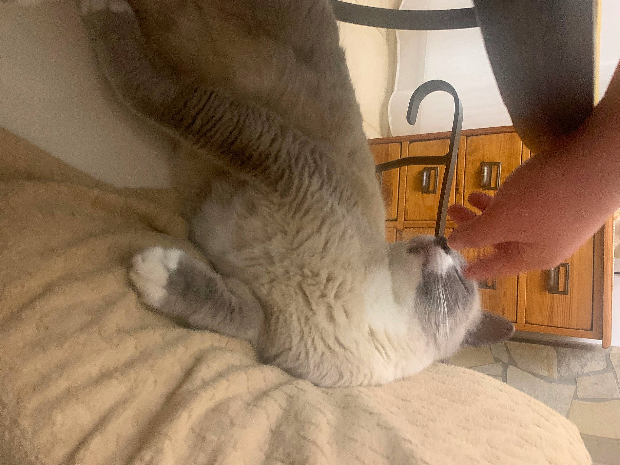 Coco participe au concours pour gagner de l'argent avec cette photo : carnivore, cat, claw, comfort, companion_dog, dog_breed, domestic_short_haired_cat, fawn, felidae, flooring, foot, fur, hardwood, human_leg, paw, small_to_medium_sized_cats, tail, terrestrial_animal, whiskers, wood