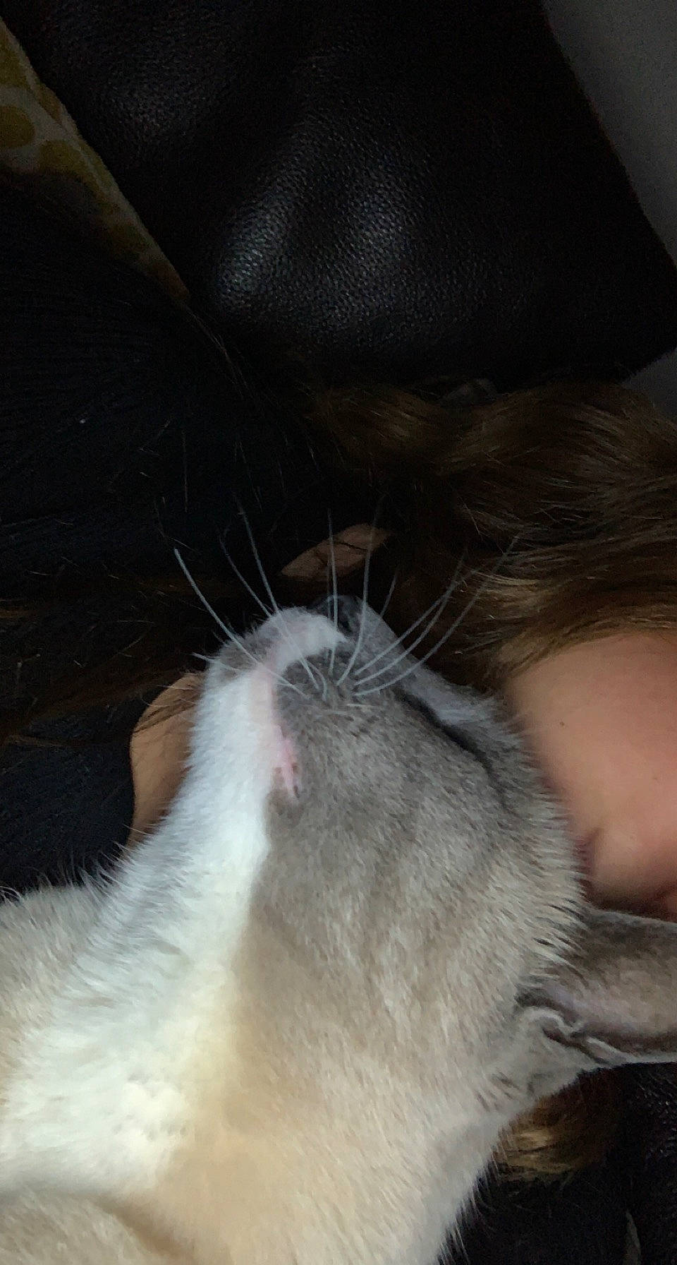 Coco participe au concours pour gagner de l'argent avec cette photo : carnivore, cat, claw, comfort, domestic_short_haired_cat, ear, fawn, felidae, foot, fur, gesture, human_leg, lap, nap, paw, small_to_medium_sized_cats, snout, tail, tonkinese, whiskers