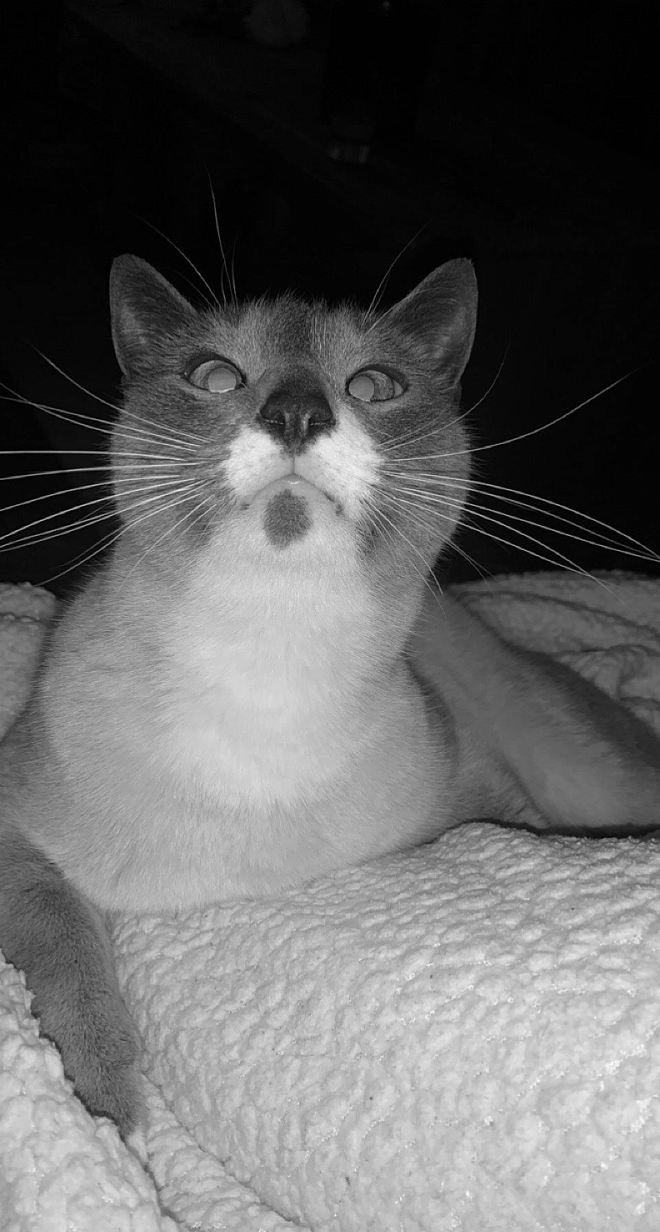 Coco a rejoint le concours — aidez-le/la à gagner de superbes lots ! carnivore, cat, close_up, domestic_short_haired_cat, eye, felidae, fur, monochrome, monochrome_photography, paw, small_to_medium_sized_cats, snout, terrestrial_animal, whiskers