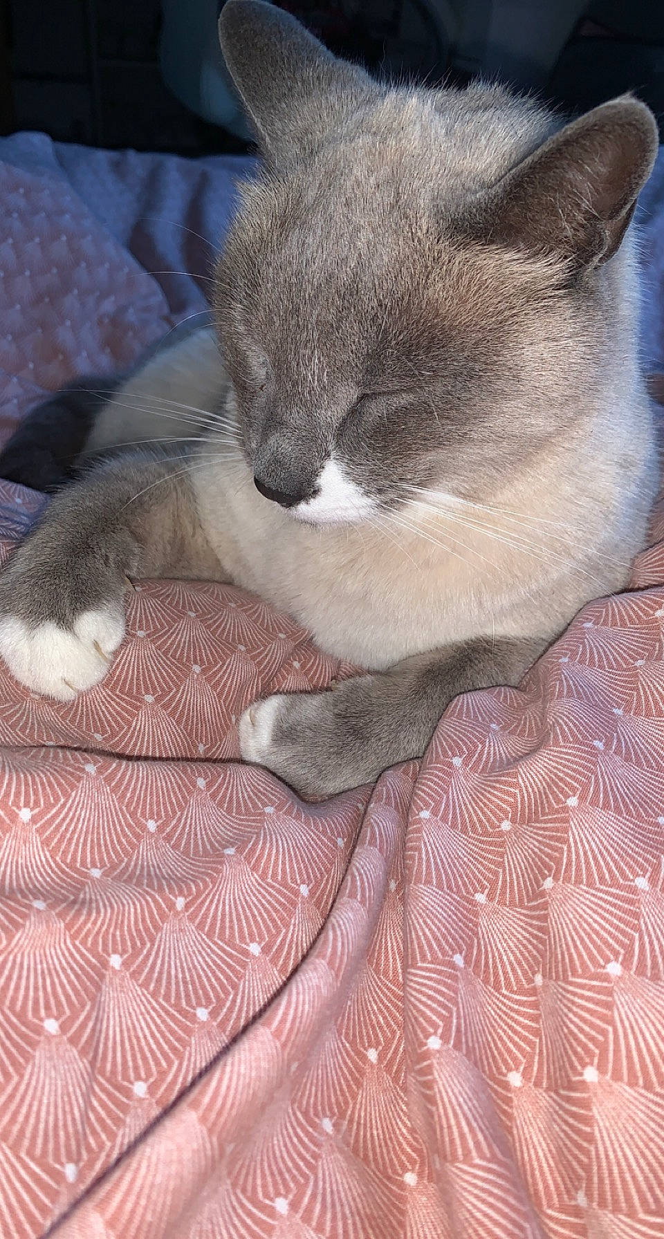 Coco a rejoint le concours — aidez-le/la à gagner de superbes lots ! blanket, carnivore, cat, cat_supply, claw, comfort, domestic_short_haired_cat, fawn, felidae, fur, grey, linens, nap, pattern, paw, sleep, small_to_medium_sized_cats, tail, whiskers