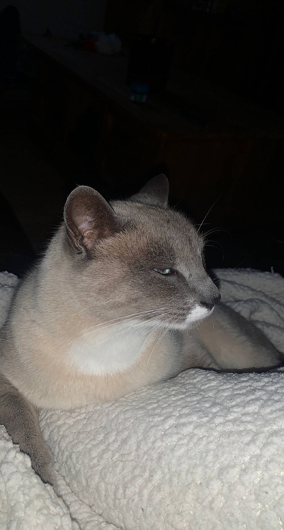 Coco participe au concours pour gagner de l'argent avec cette photo : carnivore, cat, comfort, domestic_short_haired_cat, ear, eye, fawn, felidae, fur, human_body, iris, small_to_medium_sized_cats, snout, terrestrial_animal, whiskers, wildlife, window