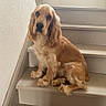 dog, cocker_spaniel, golden_fur, long_ears, fluffy, pet, animal, sitting, staircase, indoors, home, portrait, looking_at_camera, brown, cream, fur, paws, tail, wall, wooden_steps
