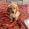 dog, puppy, golden_dog, cocker_spaniel, pet, animal, sitting, bed, blanket, bedroom, indoor, portrait, floppy_ears, brown_fur, cream_fur, black_nose, looking_at_camera, cute, keyboard, home