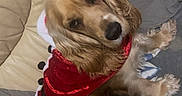 Nala participe au concours pour gagner de l'argent avec cette photo : dog, pet, holiday, costume, red_outfit, sparkly, couch, sofa, pillow, blanket, indoor, portrait, fluffy, golden_fur, long_hair, black_nose, lying_down, cozy, home, photography