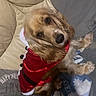dog, pet, holiday, costume, red_outfit, sparkly, couch, sofa, pillow, blanket, indoor, portrait, fluffy, golden_fur, long_hair, black_nose, lying_down, cozy, home, photography