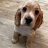 puppy, dog, spaniel, cocker_spaniel, pet, animal, cute, adorable, portrait, sitting, indoors, wooden_floor, floppy_ears, brown_and_white, fur, paws, black_nose, large_eyes, canine, photography