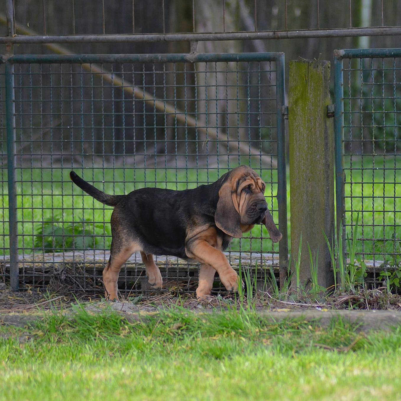 Olympius De La Voix Royale