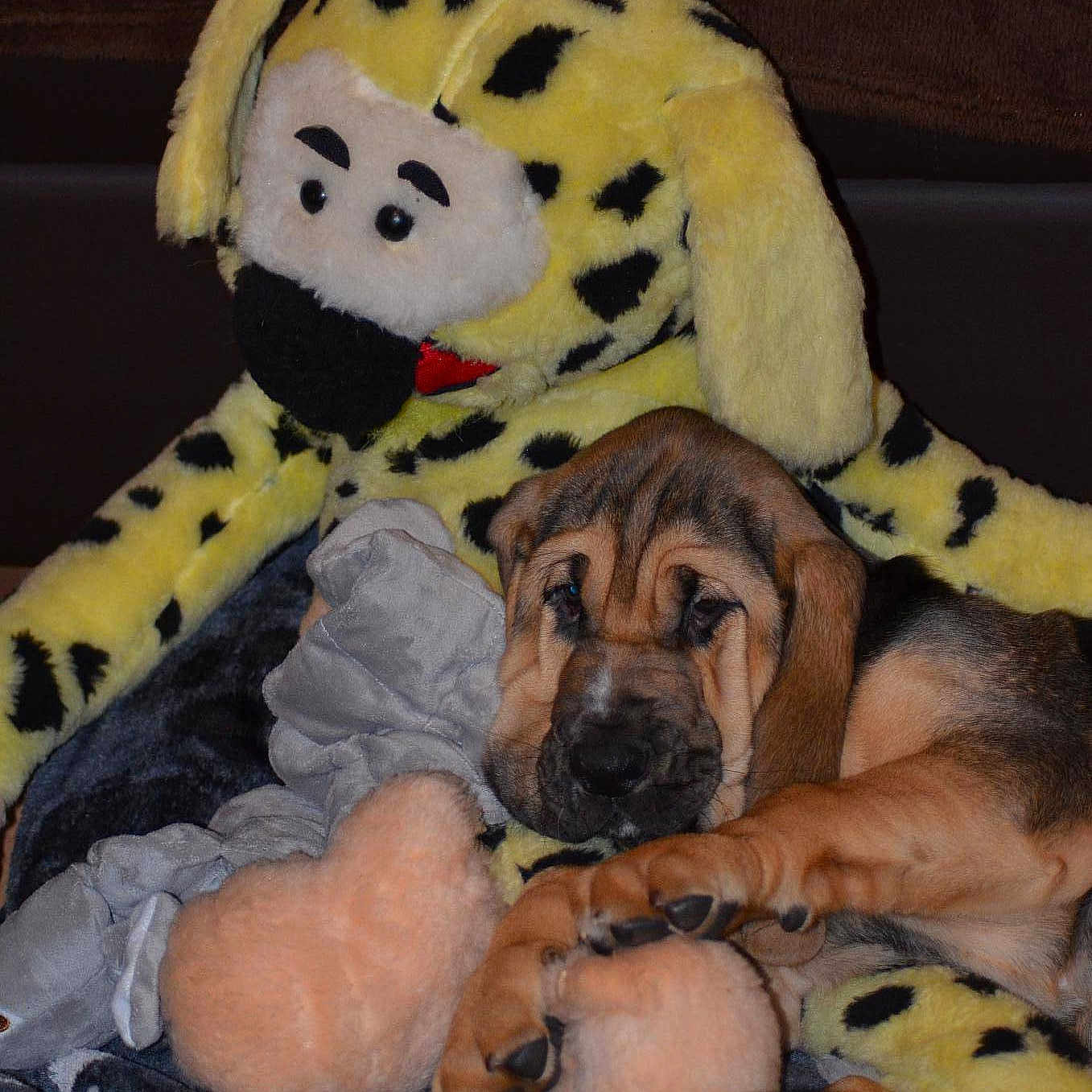 Oracle De La Voix Royale