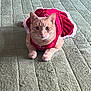 Adrian joined the competition — help win amazing prizes! animal, calm, cat, closeup, cute, domestic_cat, ears, feline, floor, fur, holiday_outfit, indoor, looking_at_camera, pet, red_dress, reflection, resting, rug, whiskers, wooden_cabinet