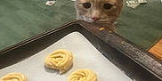 Adrian is registered to the contest to win money with this photo: animal, baking_tray, cat, cookie_dough, curious, floor, food, furniture, glass_table, home, indoor, kitchen, lamp, living_room, money, papers, pet, rug, television, wooden_floor