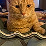 Adrian joined the competition — help win amazing prizes! animal, bedspread, blanket, cat, close_up, cozy, domestic_animal, ears, face, feline, fur, furniture, ginger_cat, home, indoor, paws, pet, relaxed, resting, whiskers