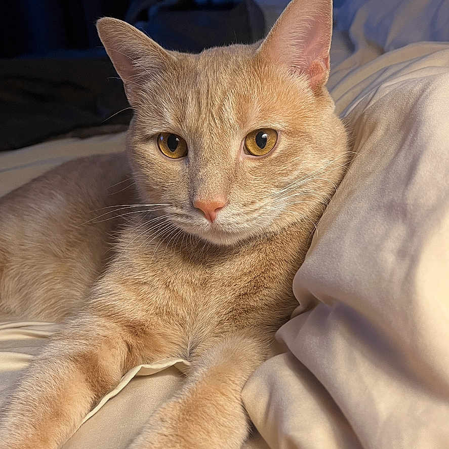 Adrian is registered to the contest to win money with this photo: animal, bed, blanket, cat, closeup, cozy, cute, ears, eyes, feline, fur, ginger_cat, indoor, paws, pet, portrait, relaxed, resting, soft_light, whiskers