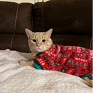 Adrian joined the competition — help win amazing prizes! animal, blanket, brown, cat, christmas, couch, cozy, cute, domestic, feline, holiday, indoor, pet, red, relaxed, resting, soft, sweater, warm, white