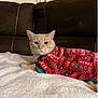 animal, blanket, brown, cat, christmas, couch, cozy, cute, domestic, feline, holiday, indoor, pet, red, relaxed, resting, soft, sweater, warm, white