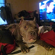 Dior joined the competition — help win amazing prizes! animal, bed, blanket, brown, canine, comfort, cozy, dog, ears, face, fur, furniture, home, indoor, living_room, paws, pet, relaxed, resting, television
