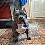 Dior is registered to the contest to win money with this photo: alert, animal, blurred_background, brown_floor, canine, collar, companion, crate, dog, door, floor, furniture, home, indoor, orange_collar, pet, pitbull, portrait, sitting, white_chest