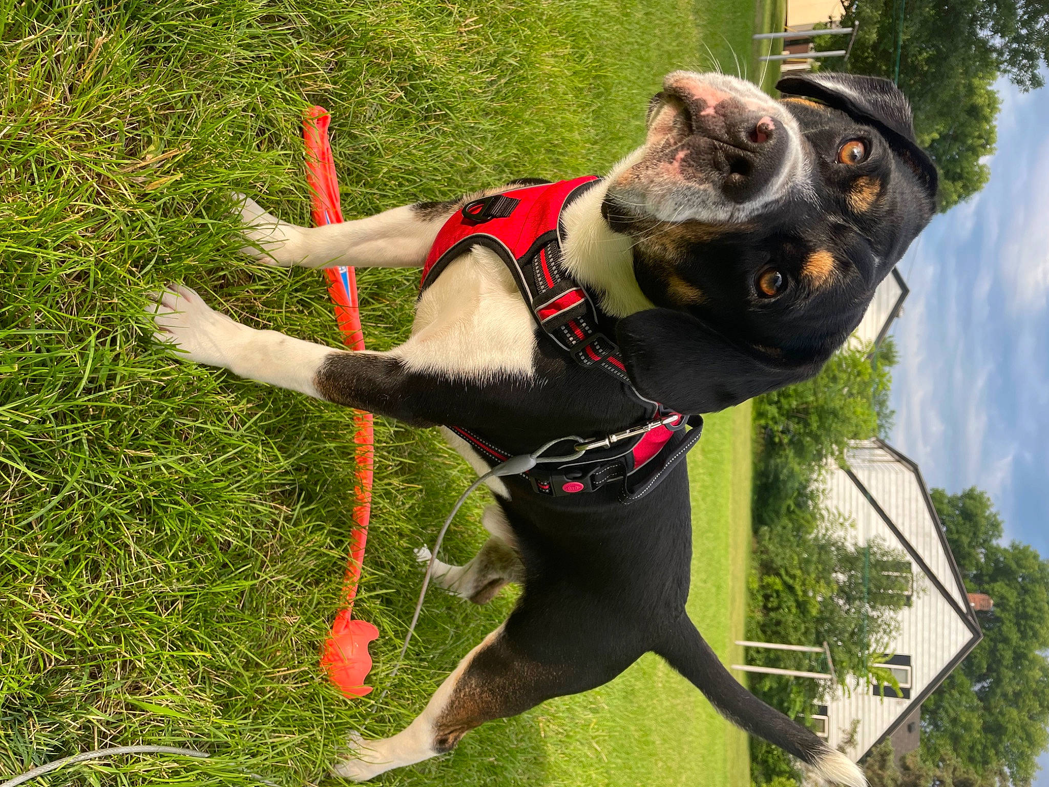 George is registered to the contest to win money with this photo: carnivore, cloud, collar, companion_dog, dog, dog_breed, dog_collar, dog_supply, fashion_accessory, fawn, grass, leash, personal_protective_equipment, pet_supply, plant, sky, snout, sporting_group, tree, working_animal